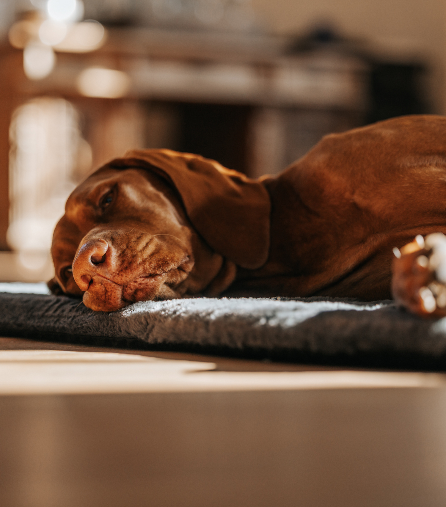 Hund liegt auf der Manuly Matte mit dem Langhaarbezug und schläft